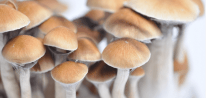 McKennaii Mushrooms