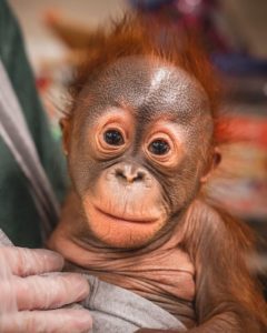 Picture of a baby orangutan that doesn't do magic mushrooms