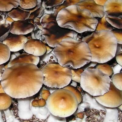 HiIllbilly mushrooms