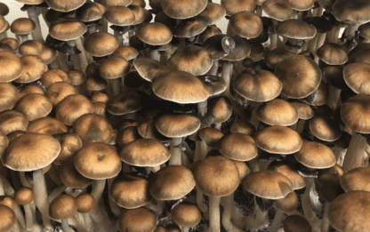 mazapatec mushrooms