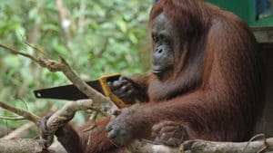 Orangutan sawing a branch