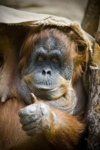 Orangutan doing a thumbs up