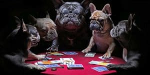 Dogs what are gambling!