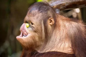 Fun time monkey
