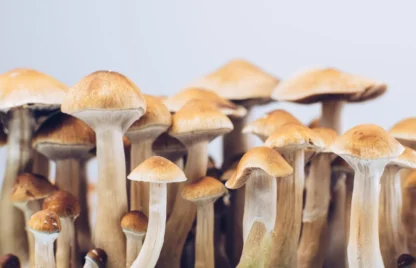 Florida Wild Mushrooms